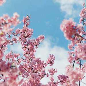 在线免费看欧美性生活三级片
